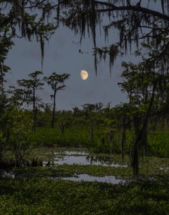 In the Swamp