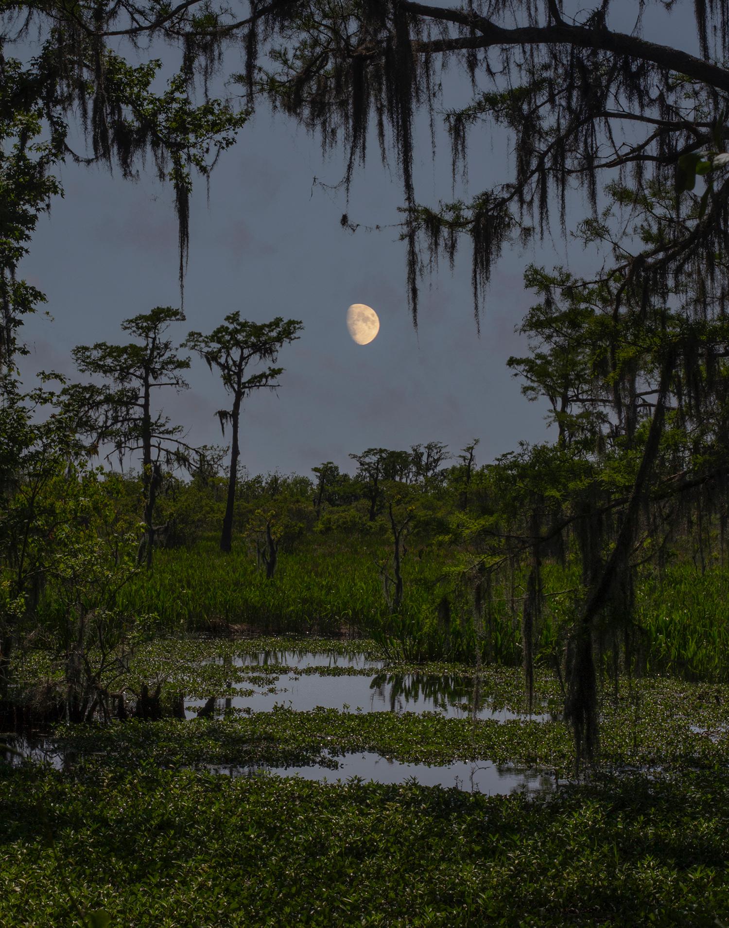 In the Swamp - Photograph by Jacob Mitchell