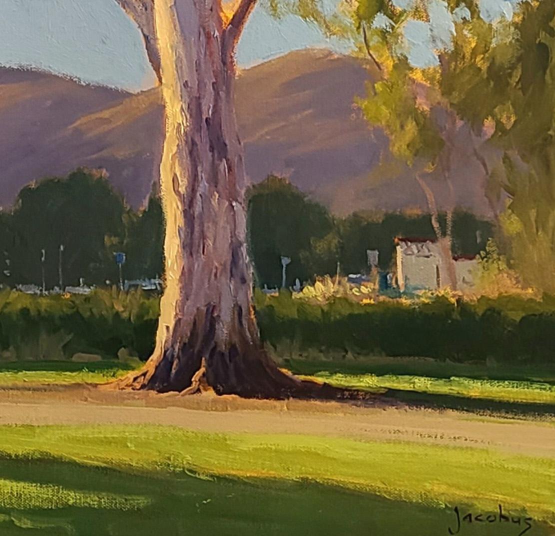 eucalyptus tree southern california