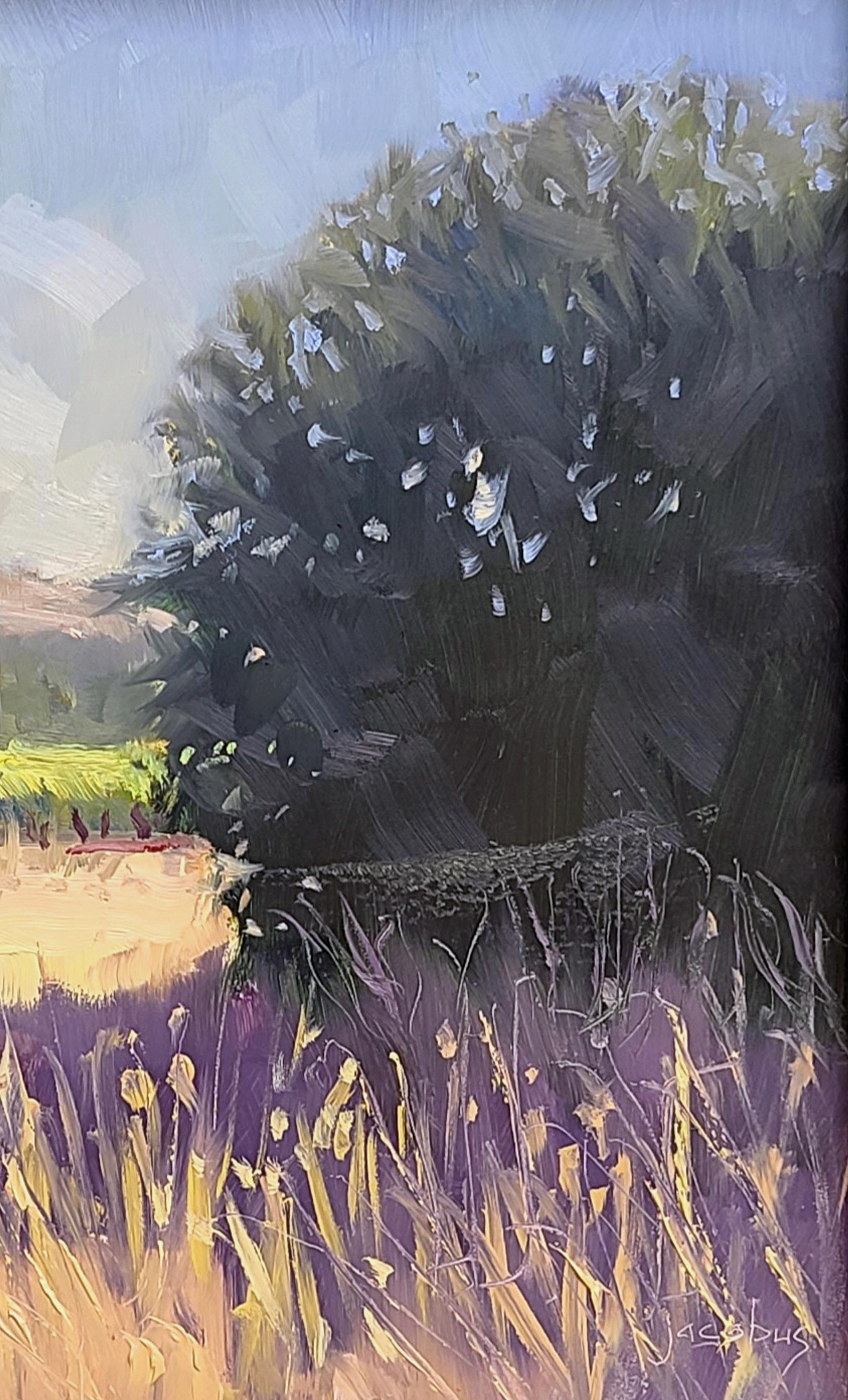 « Dry Creek Afternoon Shadows »  Scène de vignes de Californie - Painting de Jacobus Baas