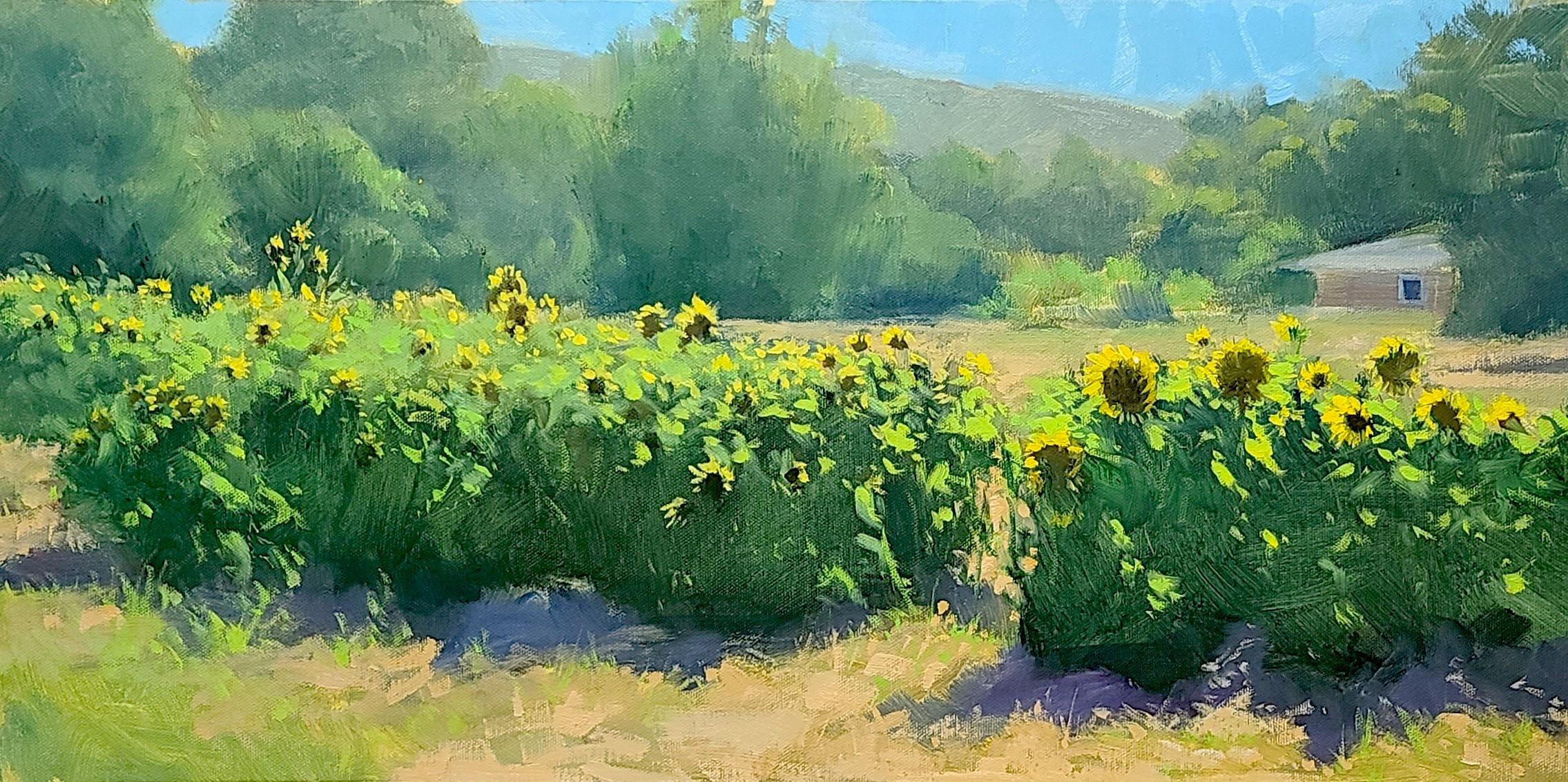 Jacobus Baas Landscape Painting - "Field of Sunflowers"  California Country Scene