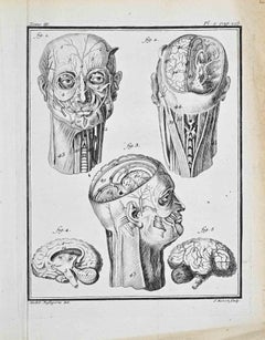 Anatomical Studies - Etching by Jacques Baron - 1771