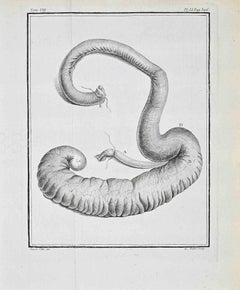 Anatomical Studies - Etching by Jacques Baron - 1771