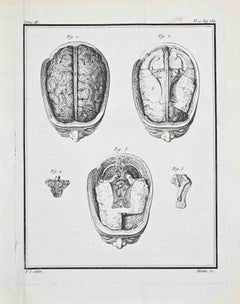 Studi anatomici - Cervello umano - Acquaforte di Jacques Baron - 1771