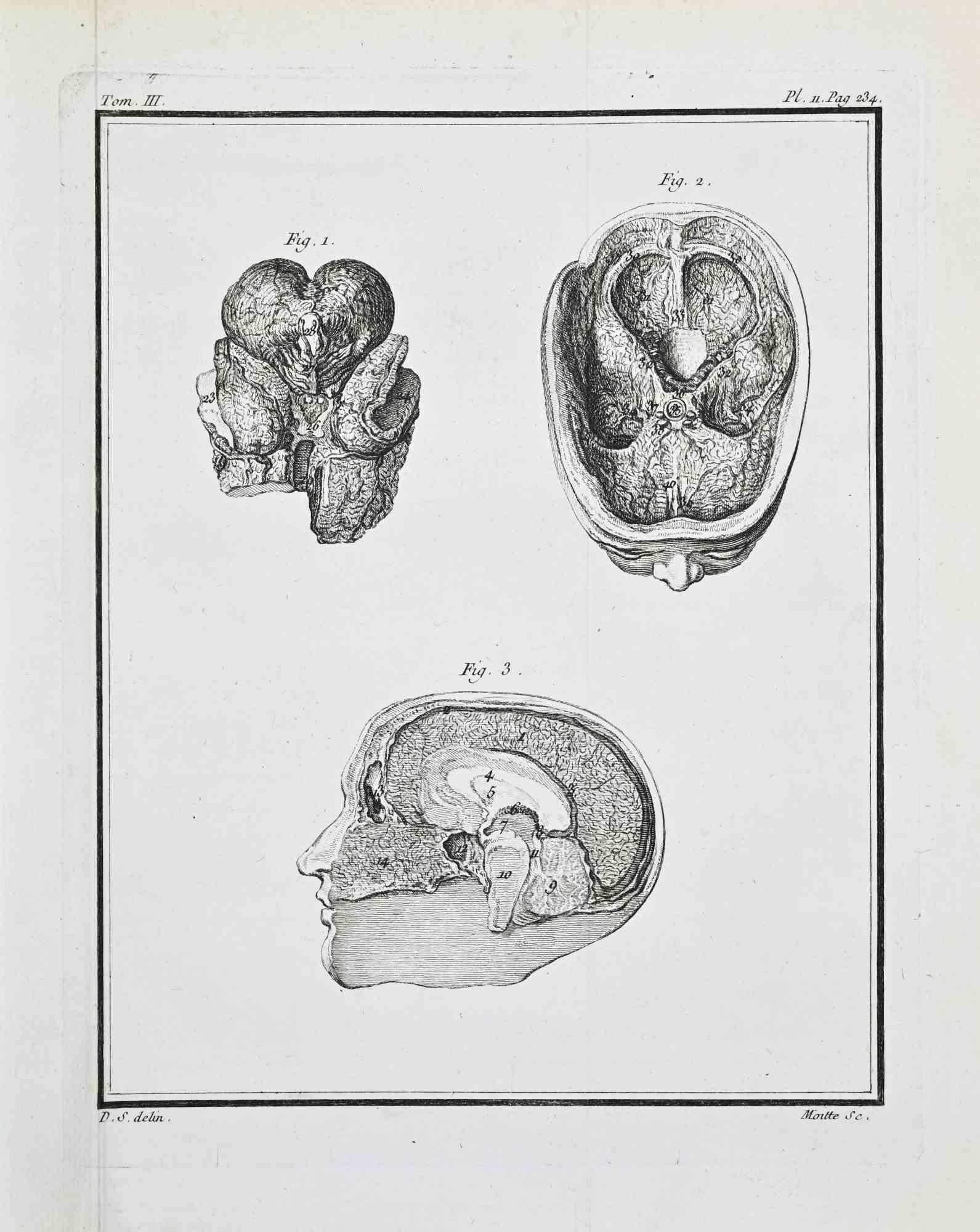 Anatomical Studies - Humain Brain - Etching by Jacques Baron - 1771