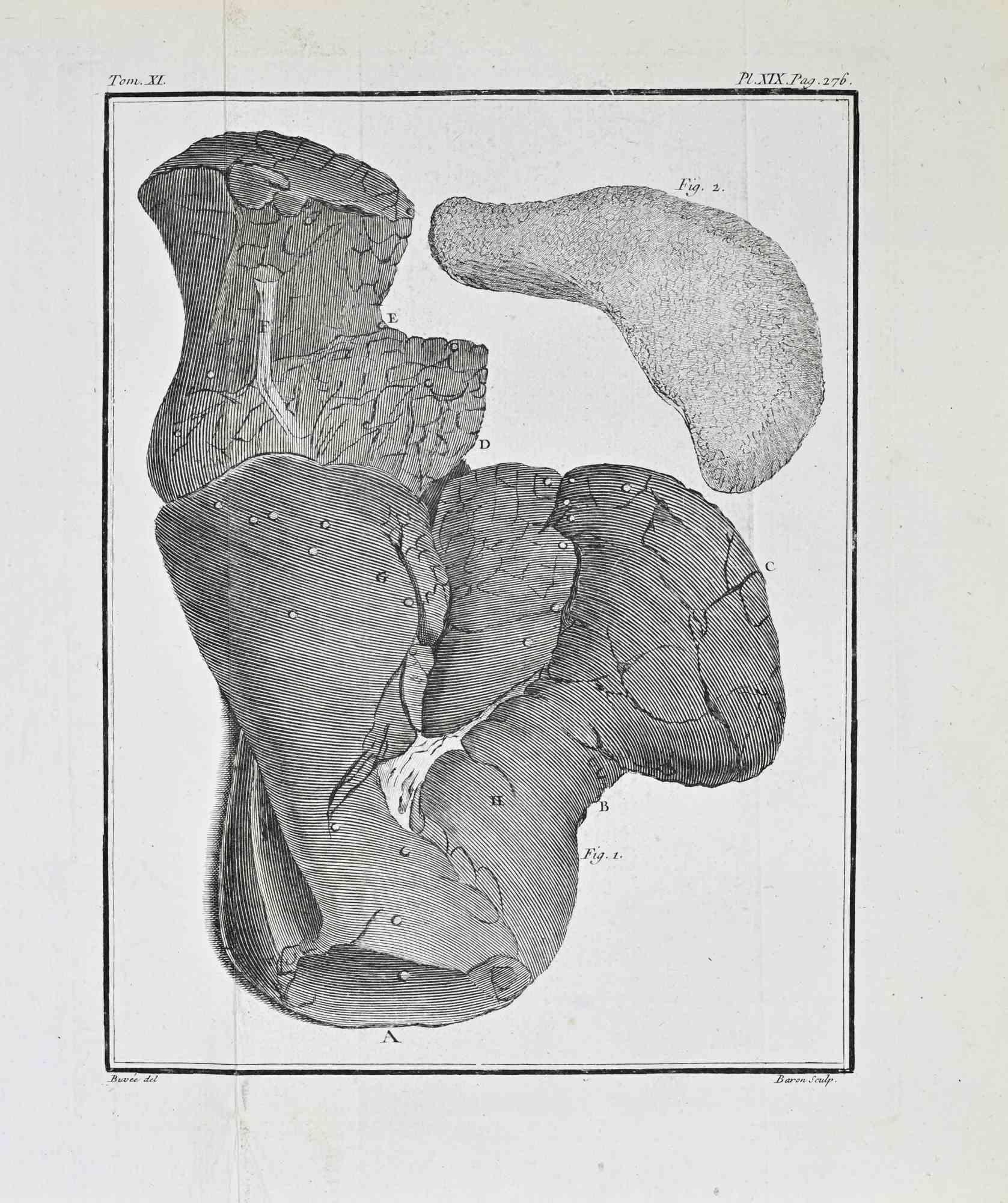 Anatomical Study - Etching by Jacques Baron - 1771