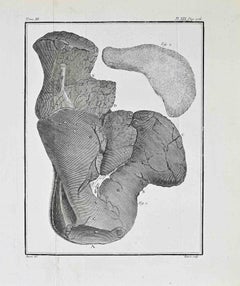 Anatomische Studie - Radierung von Jacques Baron - 1771