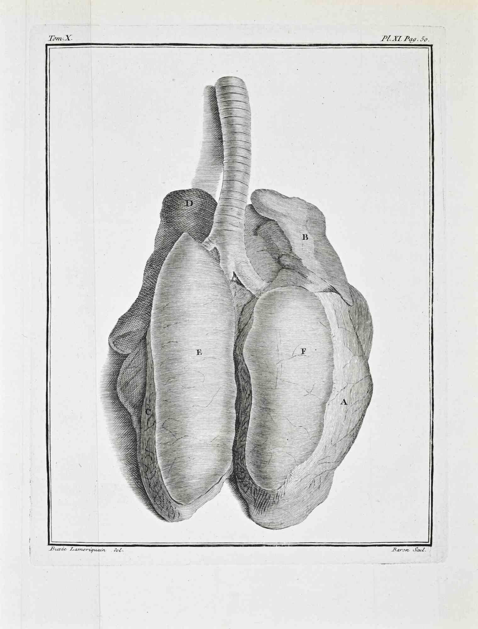 Tom. X, Pl. XI, p. 50. From Histoire Naturelle, générale et particulière. Paris, 1771.

Etching and engraving on laid paper. Sheet size: 24.5 × 19.5 cm.

A finely executed anatomical plate depicting the principal thoracic organs in situ. The
