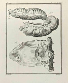 Anatomie von Tieren – Radierung von Jacques Baron – 1771