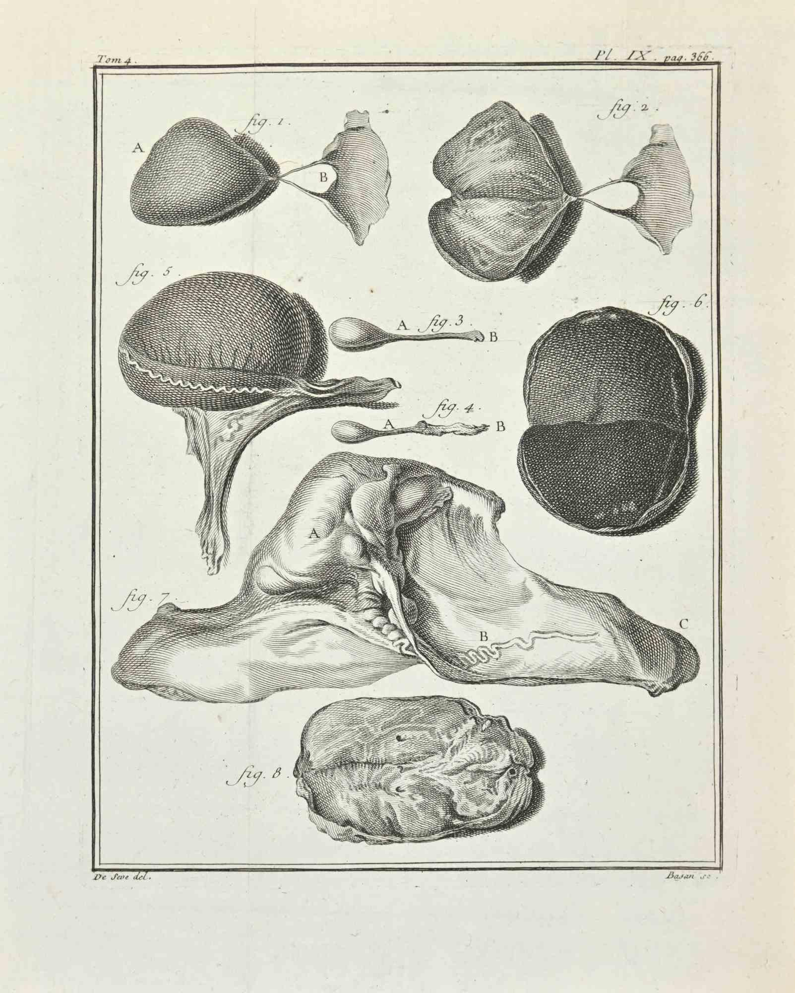 Anatomy of Animals is an etching realized by Jacques Baron in 1771.

The artwork Belongs to the suite "Histoire naturelle, générale et particulière avec la description du Cabinet du Roi". Paris: Imprimerie Royale, 1749-1771. The Artist's signature