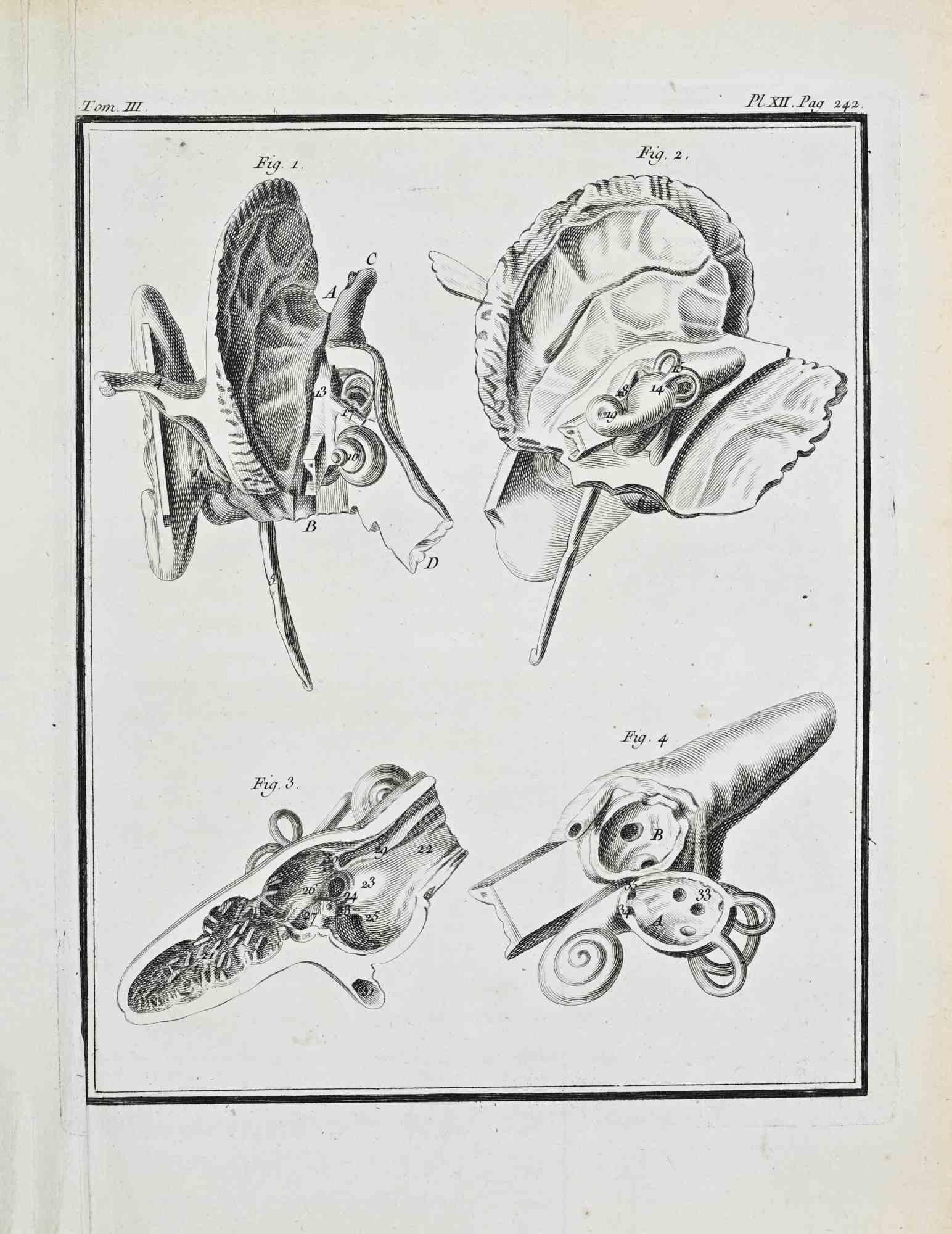 Tierische Anatomie - Radierung von Jacques Baron - 1771