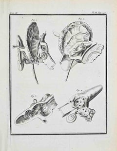 Animal Anatomy - Etching by Jacques Baron - 1771