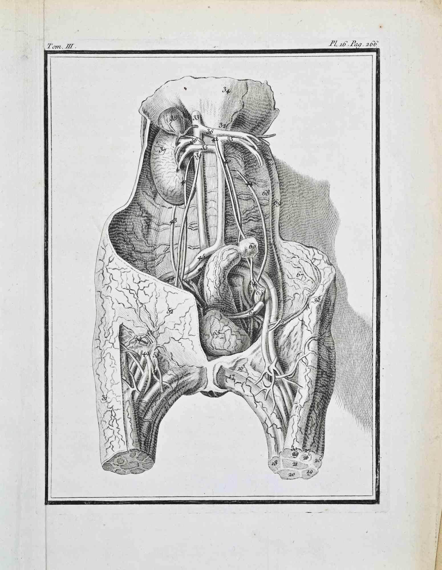 Tafel aus Buffons Histoire Naturelle, Ausgabe 1771, Tom. III - Pl. 16, p. 266

Dieser fein ausgeführte Kupferstich zeigt eine detaillierte anatomische Studie der hinteren Bauchhöhle und der Beckenregion, von vorne betrachtet, wobei die vordere Wand