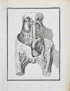 Animal Anatomy - Etching by Jacques Baron - 1771
