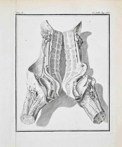 Animal Anatomy - Etching by Jacques Baron - 1771