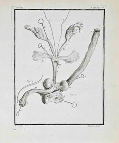 Animal Anatomy - Etching by Jacques Baron - 1771