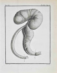 Tierische Anatomie - Radierung von Jacques Baron - 1771