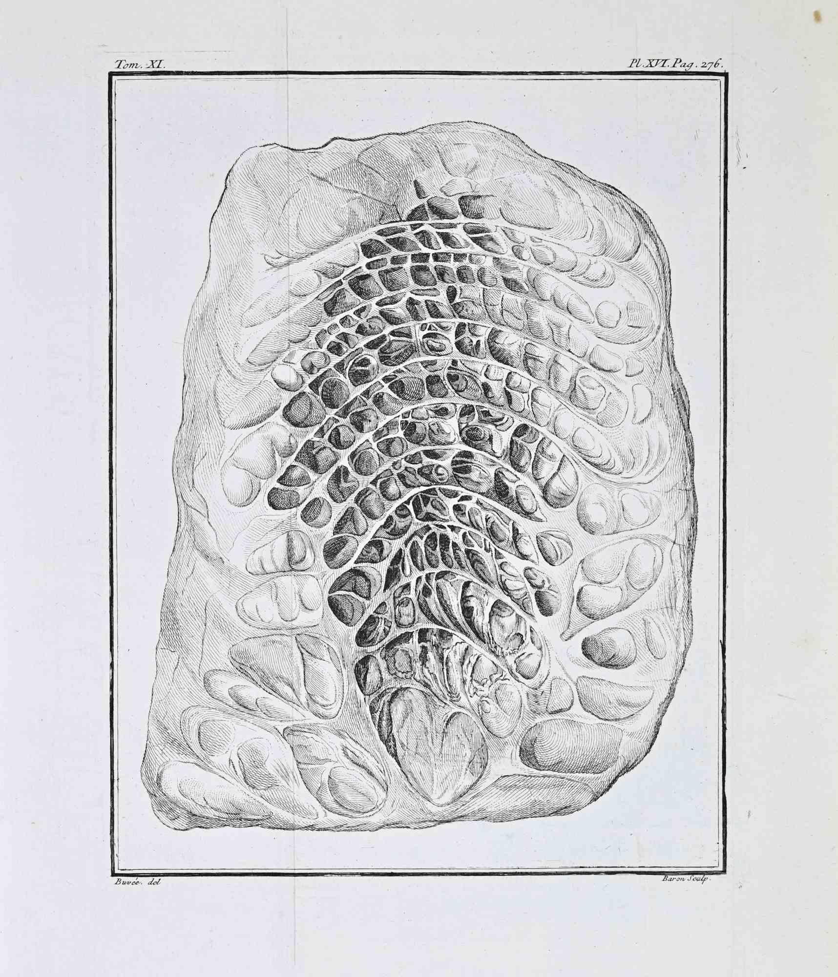 Planche anatomique comparative - Intérieur... - Gravure de Jacques Baron - 1771