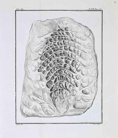 Comparative Anatomical Plate – Interior... - Etching by Jacques Baron - 1771