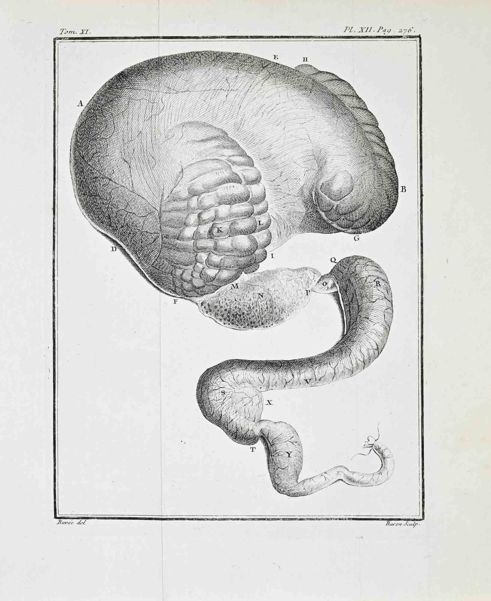 Verdauungsorgane - Radierung von Jacques Baron - 1771