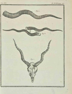 Horns - Gravure de Jacques Baron - 1771