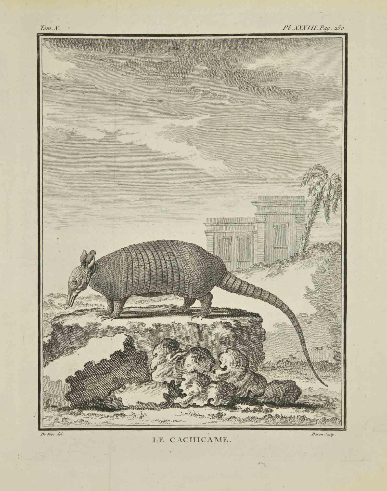 Le Caciicame is an etching realized by Jacques Baron in 1771.

It belongs to the suite "Histoire Naturelle de Buffon".

The Artist's signature is engraved lower right.

Good conditions.