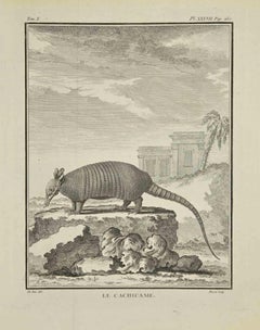 Le Caciicame - Gravure de Jacques Baron - 1771