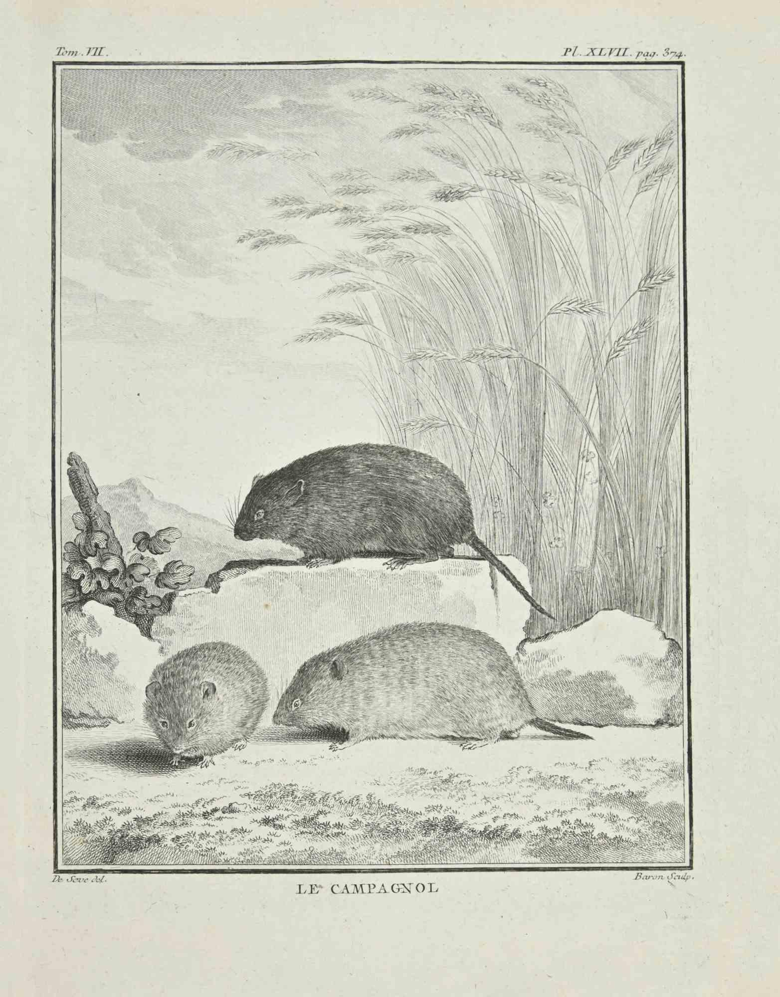 Le Campagnol is an etching realized by Jacques Baron in 1771.

It belongs to the suite "Histoire Naturelle de Buffon".

The Artist's signature is engraved lower right.

Good conditions.