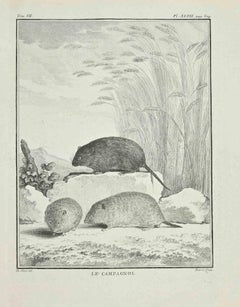Le Campagnol - Gravure de Jacques Baron - 1771