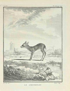 Le Chevrotain - Etching by Jacques Baron - 1771