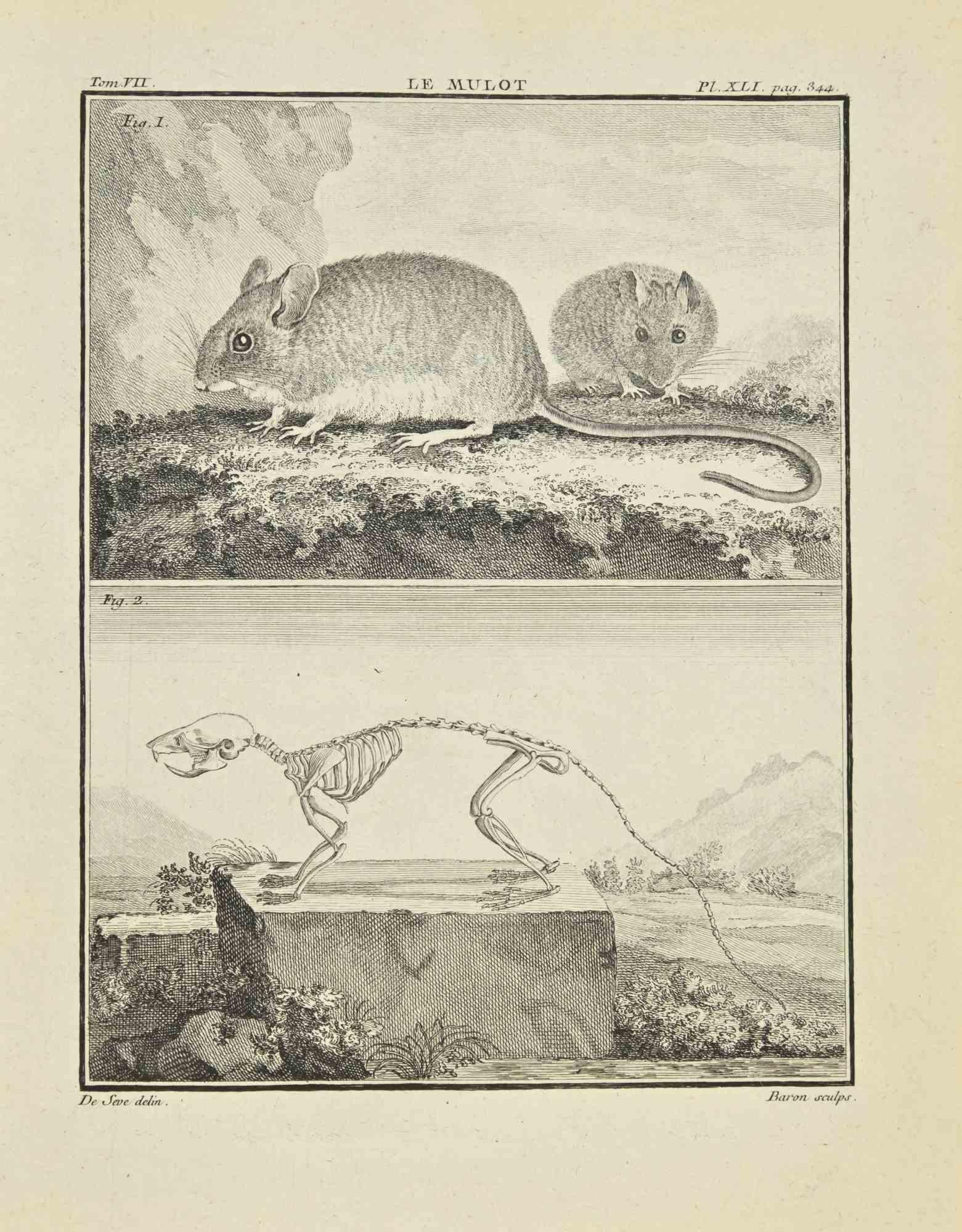 Le Mulot is an etching realized by Jacques Baron in 1771.

It belongs to the suite "Histoire Naturelle de Buffon".

The Artist's signature is engraved lower right.

Good conditions.