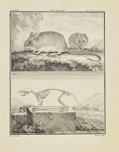 Le Mulot - Gravure de Jacques Baron - 1771