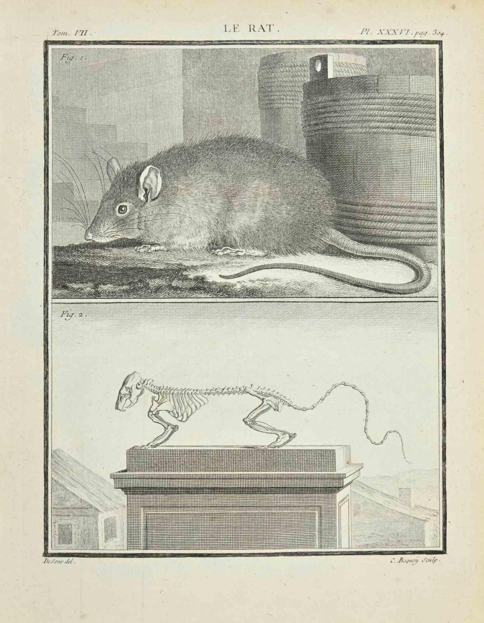 Le Rat est une eau-forte réalisée par Jacques Baron en 1771.

Il appartient à la suite "Histoire Naturelle de Buffon".

La signature de l'Artistics est gravée en bas à droite.

Bon état avec de légères rousseurs.