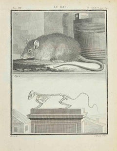 Antique Le Rat - Etching by Jacques Baron - 1771