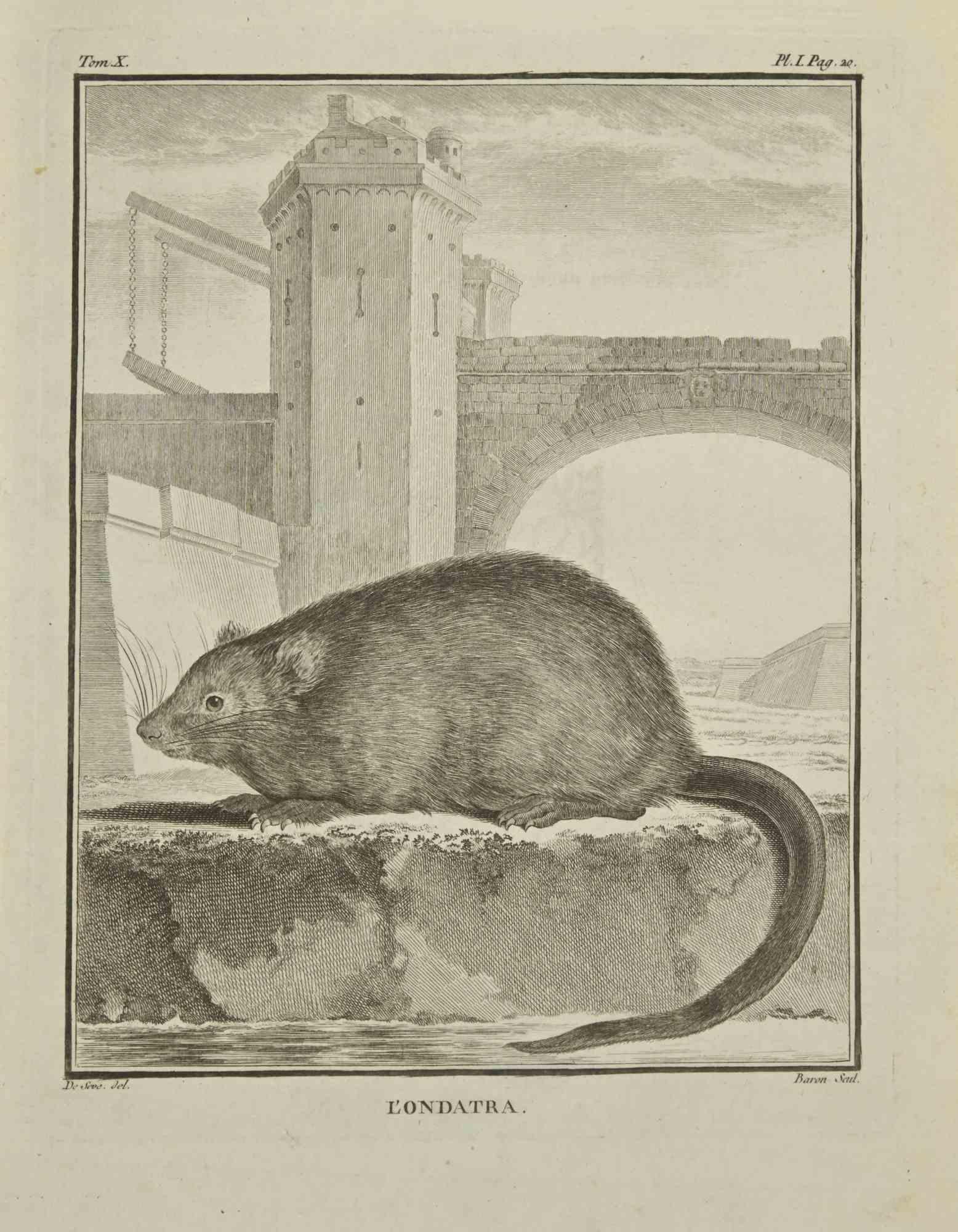 L'Ondatra is an etching realized by Jacques Baron in 1771.

It belongs to the suite "Histoire Naturelle de Buffon".

The Artist's signature is engraved lower right.

Good conditions.