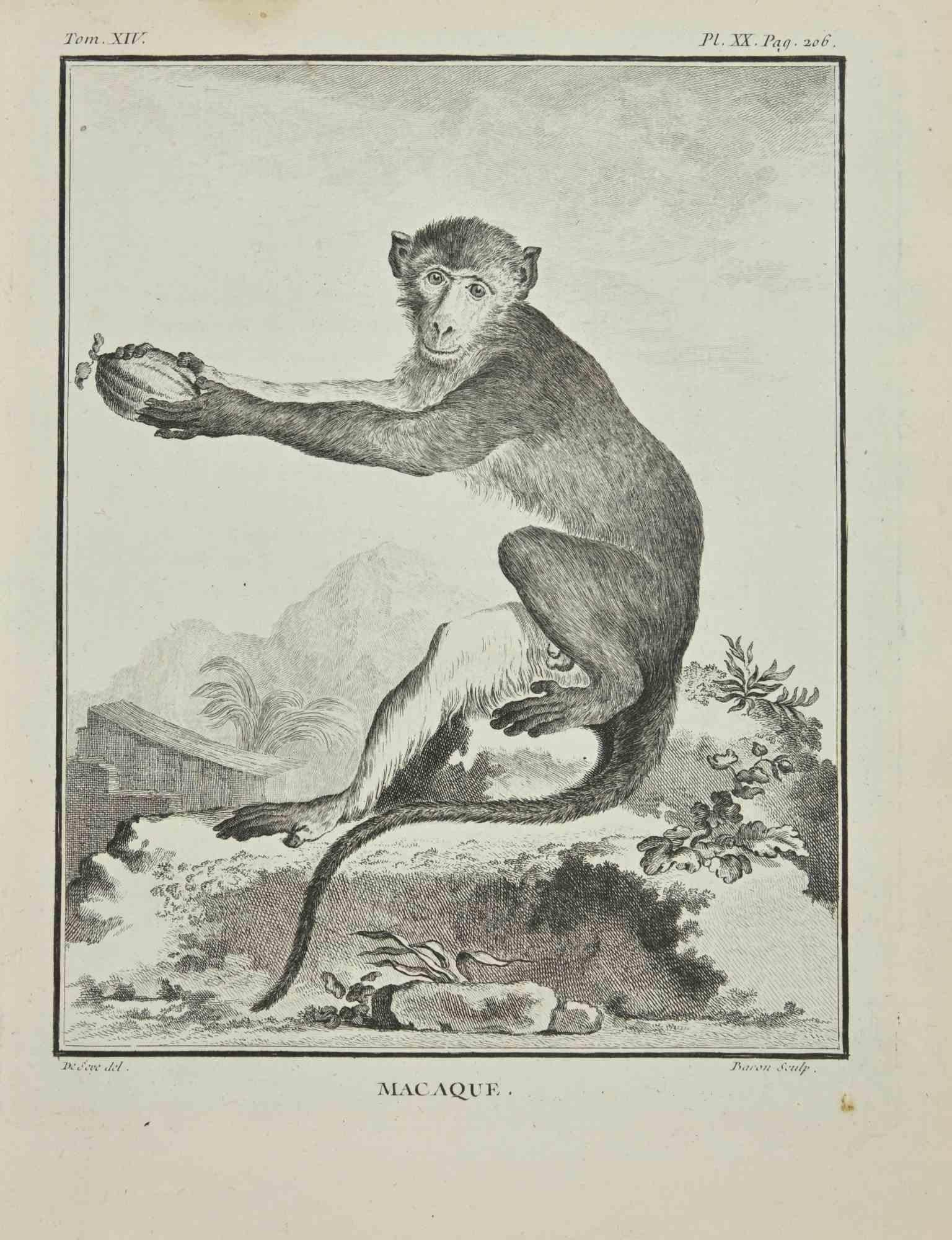 Macaque is an etching realized by Jacques Baron in 1771.

It belongs to the suite "Histoire Naturelle de Buffon".

The Artist's signature is engraved lower right.

Good conditions.