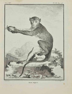 Macaque - Etching by Jacques Baron - 1771