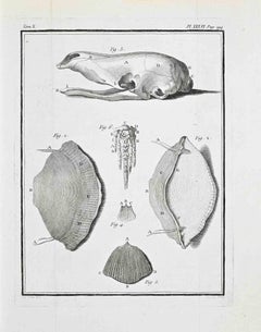 Marine Invertebrates and Shell Anatomy - Etching by Jacques Baron - 1771