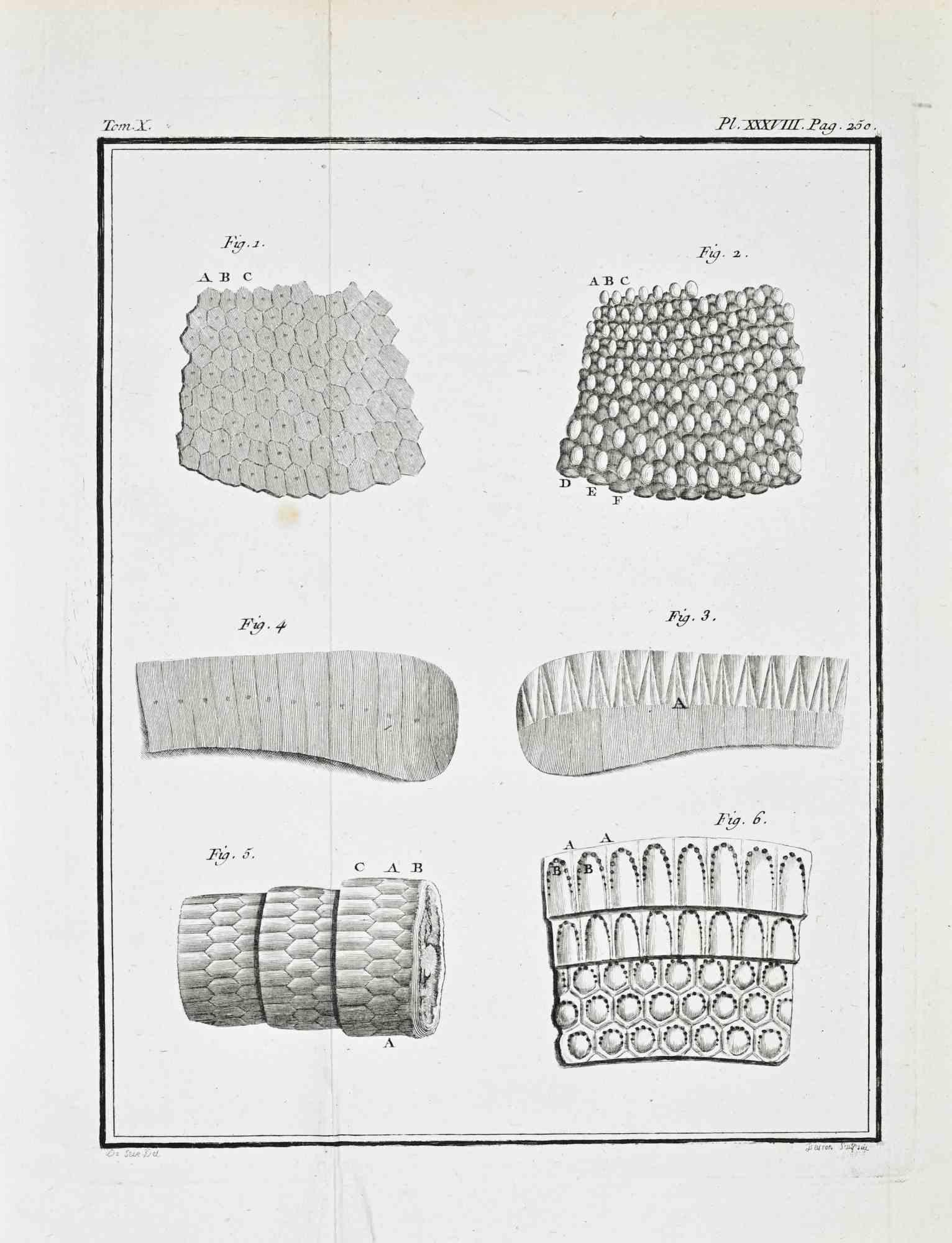 Tom. X, Pl. XXXVIII, p. 250. From Histoire Naturelle, générale et particulière. Paris, 1771.

Etching and engraving on laid paper. Sheet size: 24.5 × 19.5 cm.

A refined scientific plate composed of six numbered figures illustrating magnified