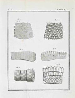 Microscopic Structure of Animal and... - Etching by Jacques Baron - 1771