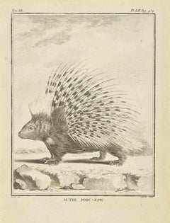 Porcupine - Etching by Jacques Baron - 1771