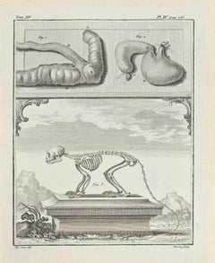 Squelette - Gravure par  Jacques Baron - 1771