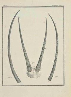 The Horns - Etching by Jacques Baron - 1771