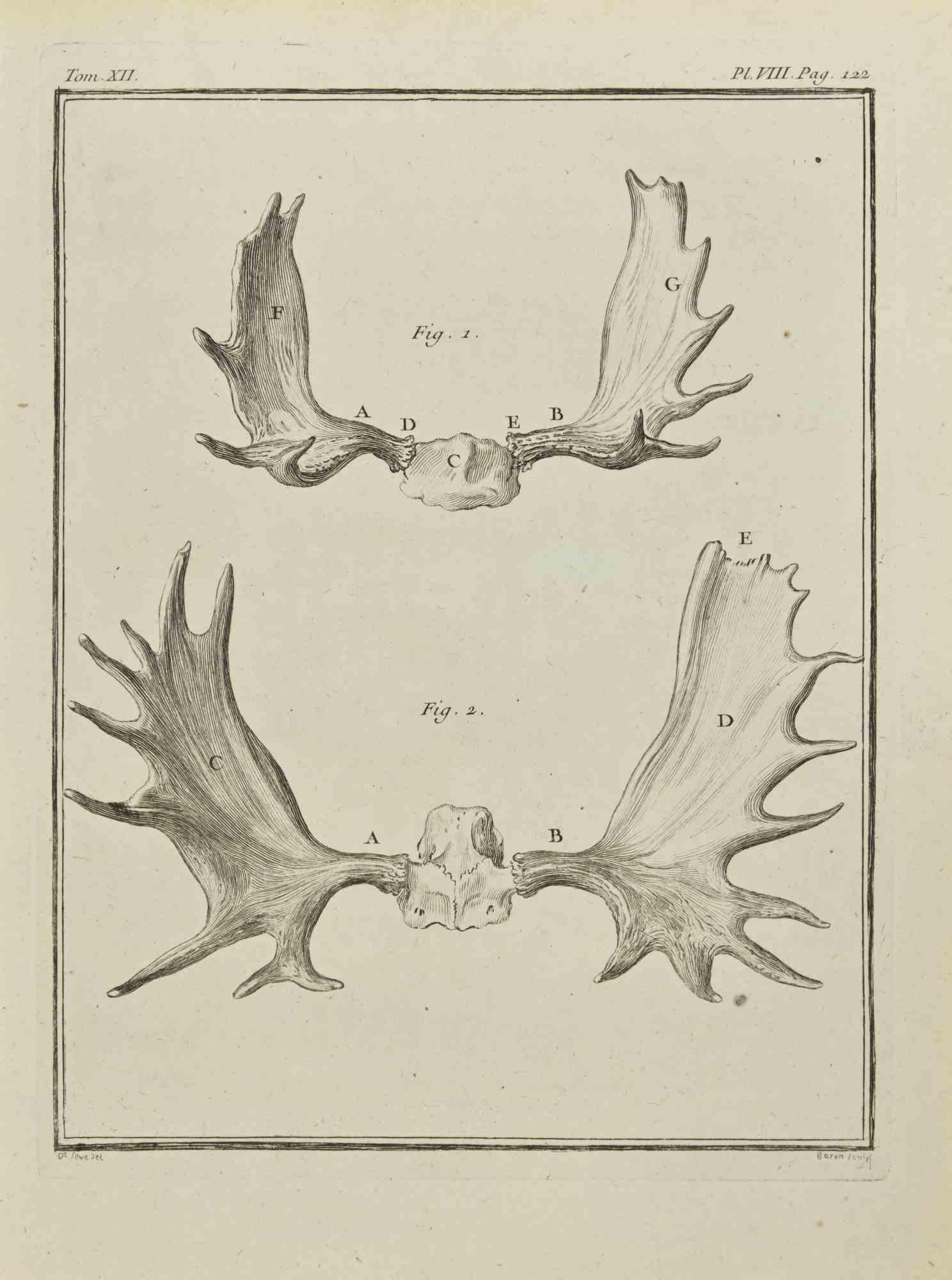 The Horns is an etching realized by Jacques Baron in 1771.

It belongs to the suite "Histoire Naturelle de Buffon".

The Artist's signature is engraved lower right.

Good conditions.