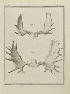 The Horns - Etching by Jacques Baron - 1771