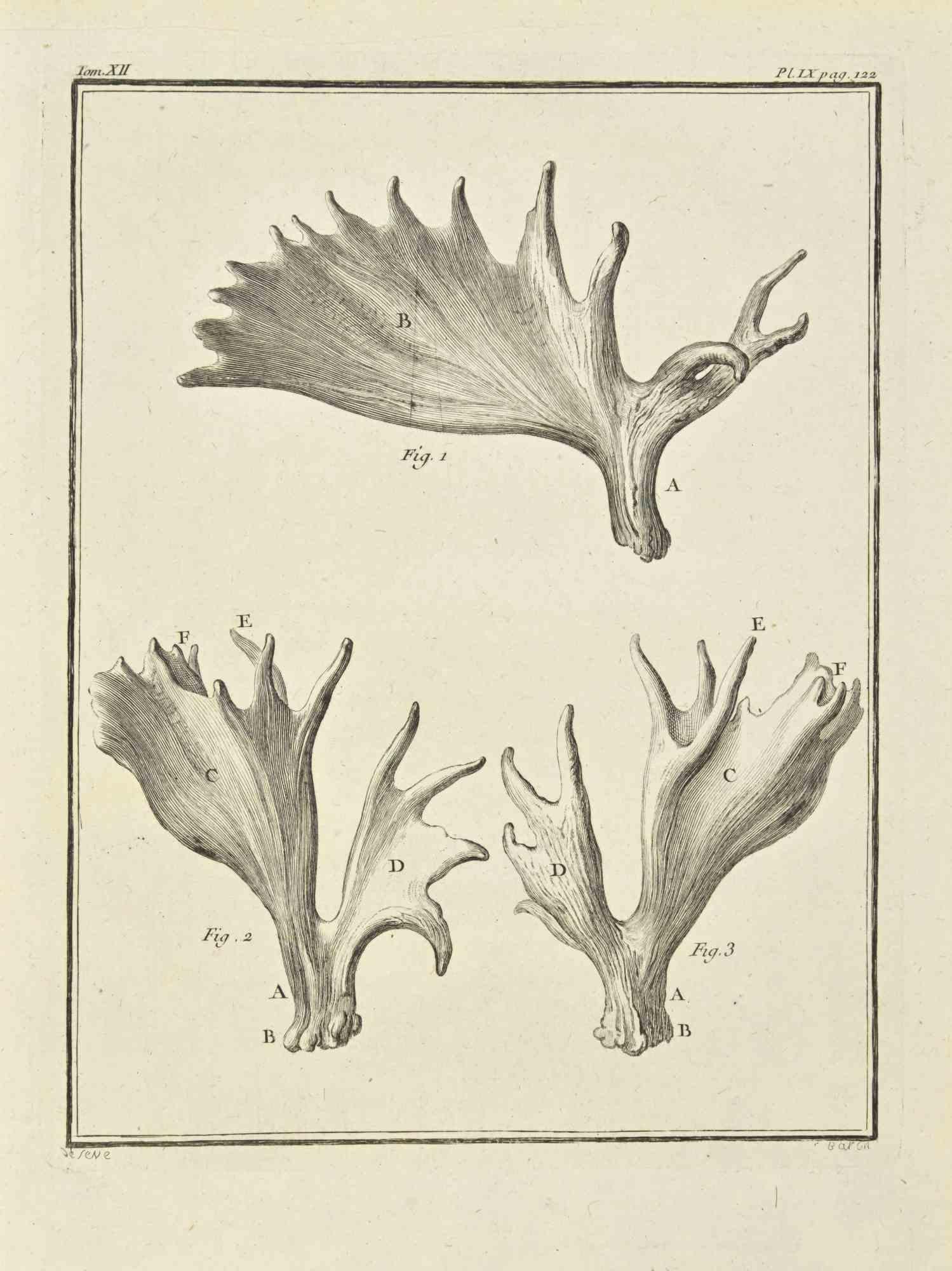 Die Hörner ist eine Radierung von Jacques Baron aus dem Jahr 1771.

Es gehört zu der Reihe "Histoire Naturelle de Buffon".

Die Signatur des Künstlers ist unten rechts eingraviert.

Gute Bedingungen.