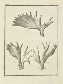 Les cornes - eau-forte de Jacques Baron - 1771