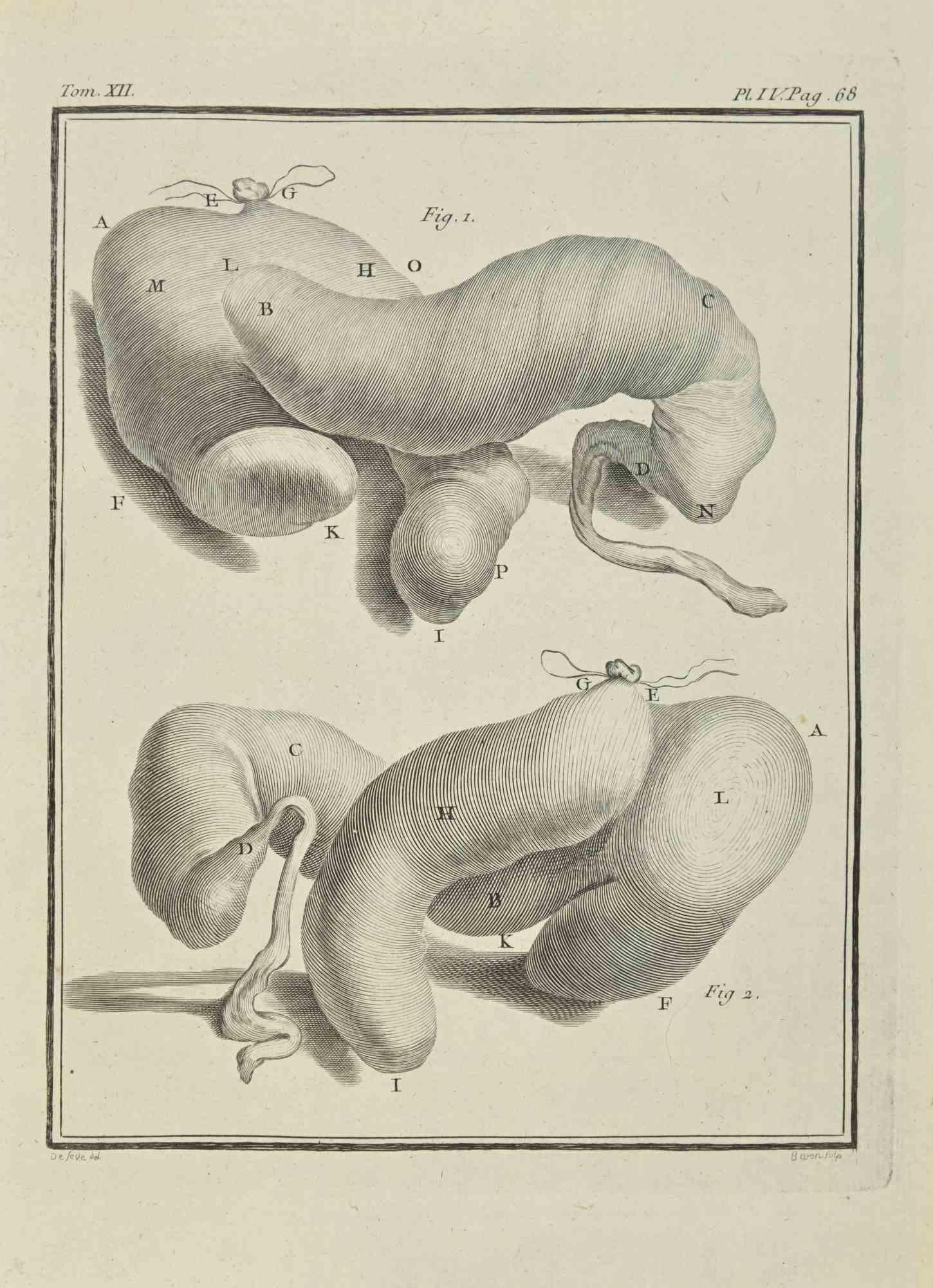 The Organs is an etching realized by Jacques Baron in 1771.

It belongs to the suite "Histoire Naturelle de Buffon".

The Artist's signature is engraved lower right.

Good conditions.
