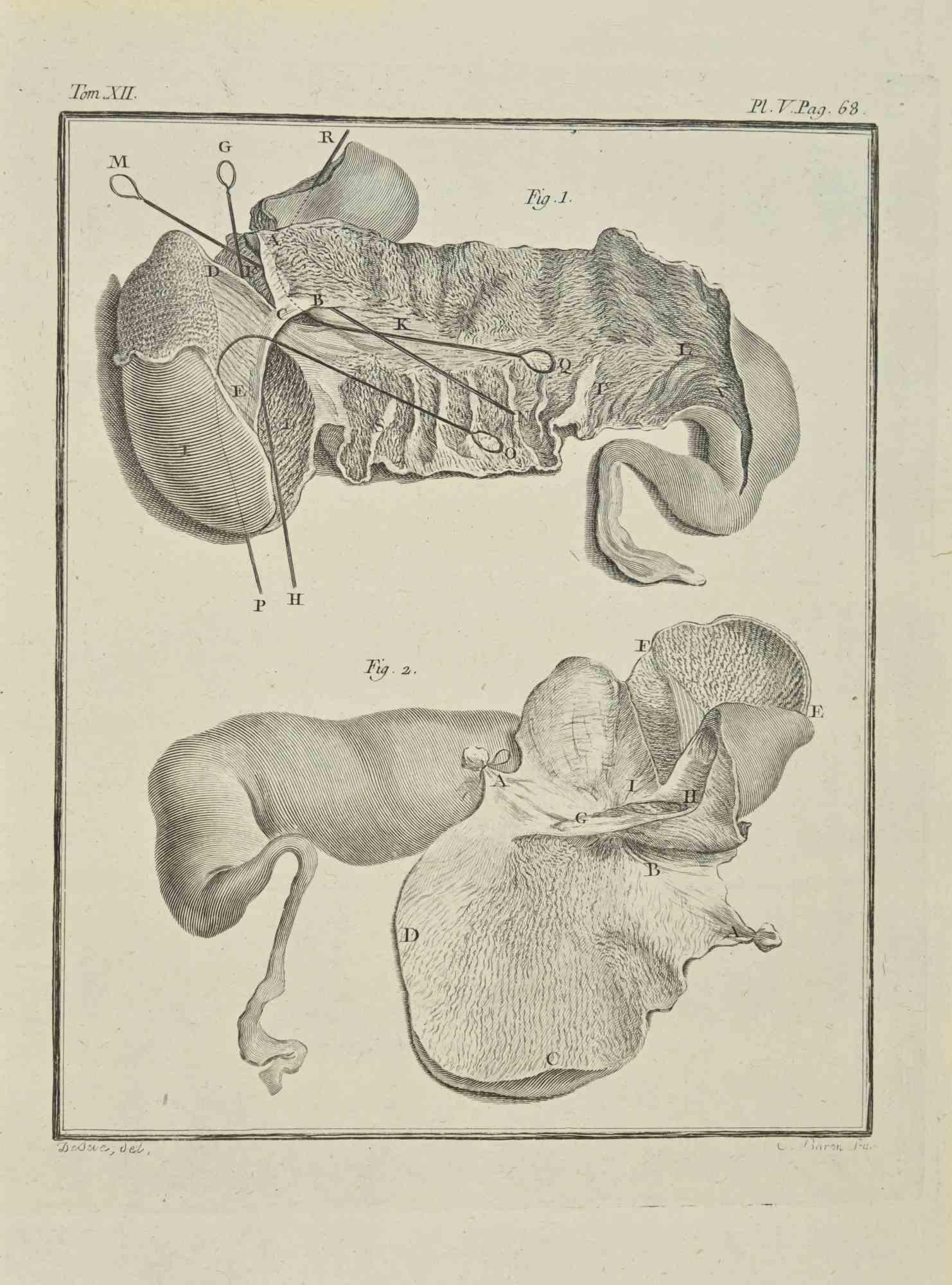 The Organs is an etching realized by Jacques Baron in 1771.

It belongs to the suite "Histoire Naturelle de Buffon".

The Artist's signature is engraved lower right.

Good conditions.