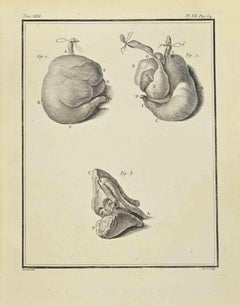 Les organes - eau-forte de Jacques Baron - 1771